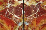 Red/Yellow Jasper Replaced Petrified Wood Bookends - Oregon #111095-2